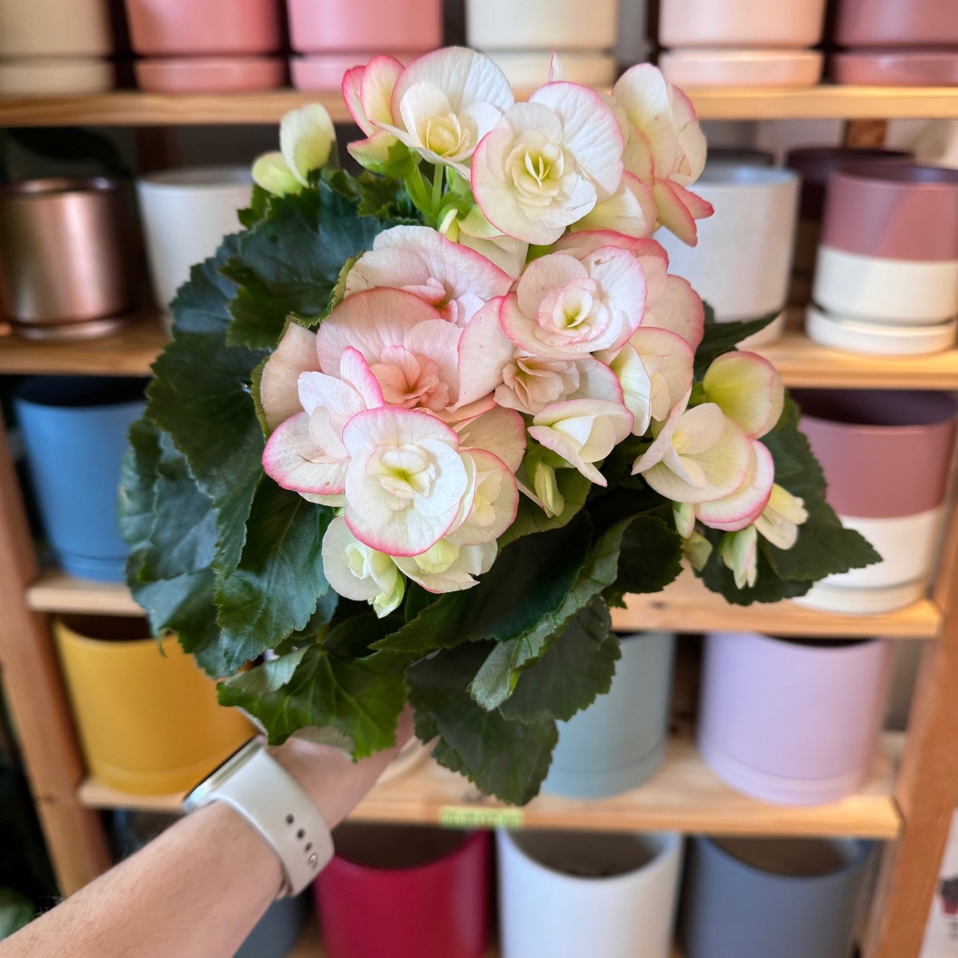 Tuberous Begonia sp. - Assorted - The Plant Lady SF