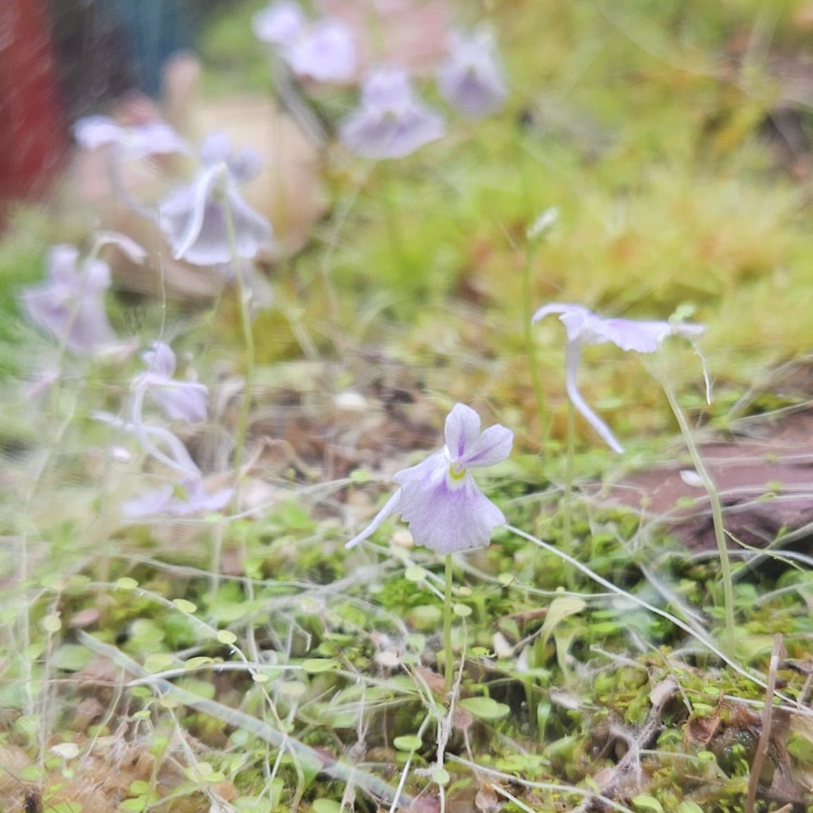 Utricularia sandersonii (Angry Bunny Bladderwort) - The Plant Lady SF