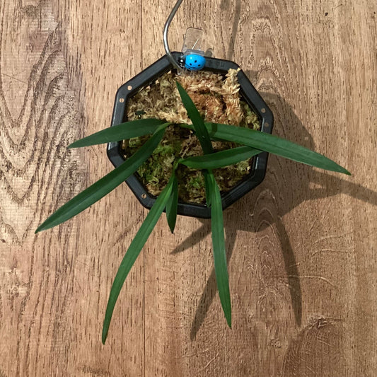 Vanda falcata - The Plant Lady SF