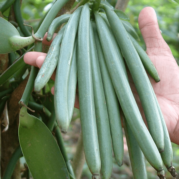 Vanilla planifolia (Vanilla Bean Orchid) - The Plant Lady SF