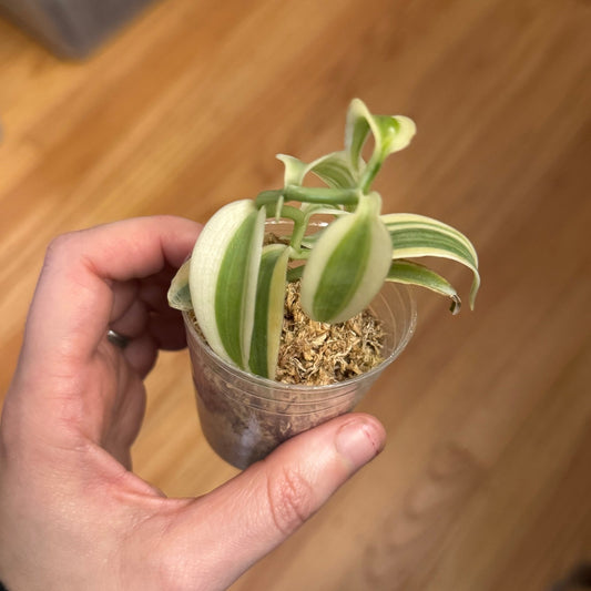 Vanilla planifolia var. albomarginata (Variegated Vanilla Bean Orchid) - The Plant Lady SF