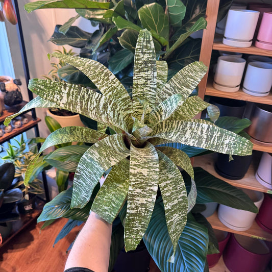 Vriesea (Assorted) - The Plant Lady SF