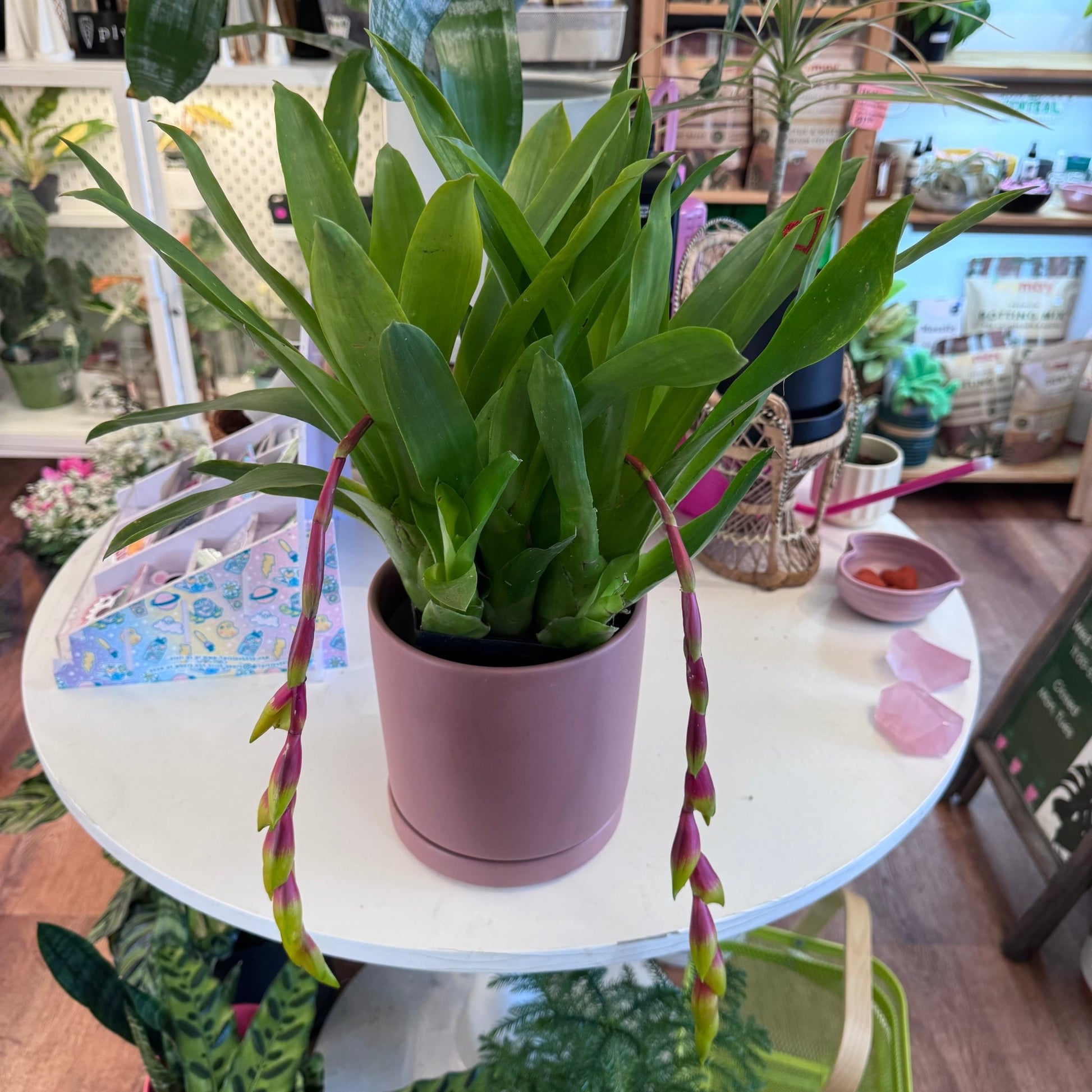 Vriesea scalaris 'Hill's Best' - The Plant Lady SF