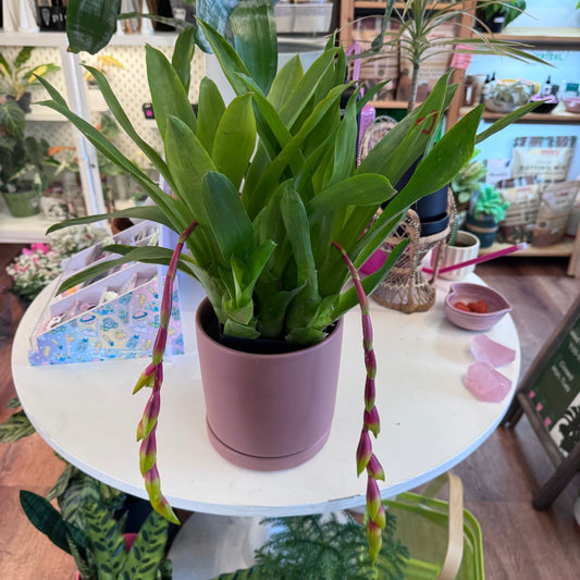 Vriesea scalaris 'Hill's Best' - The Plant Lady SF