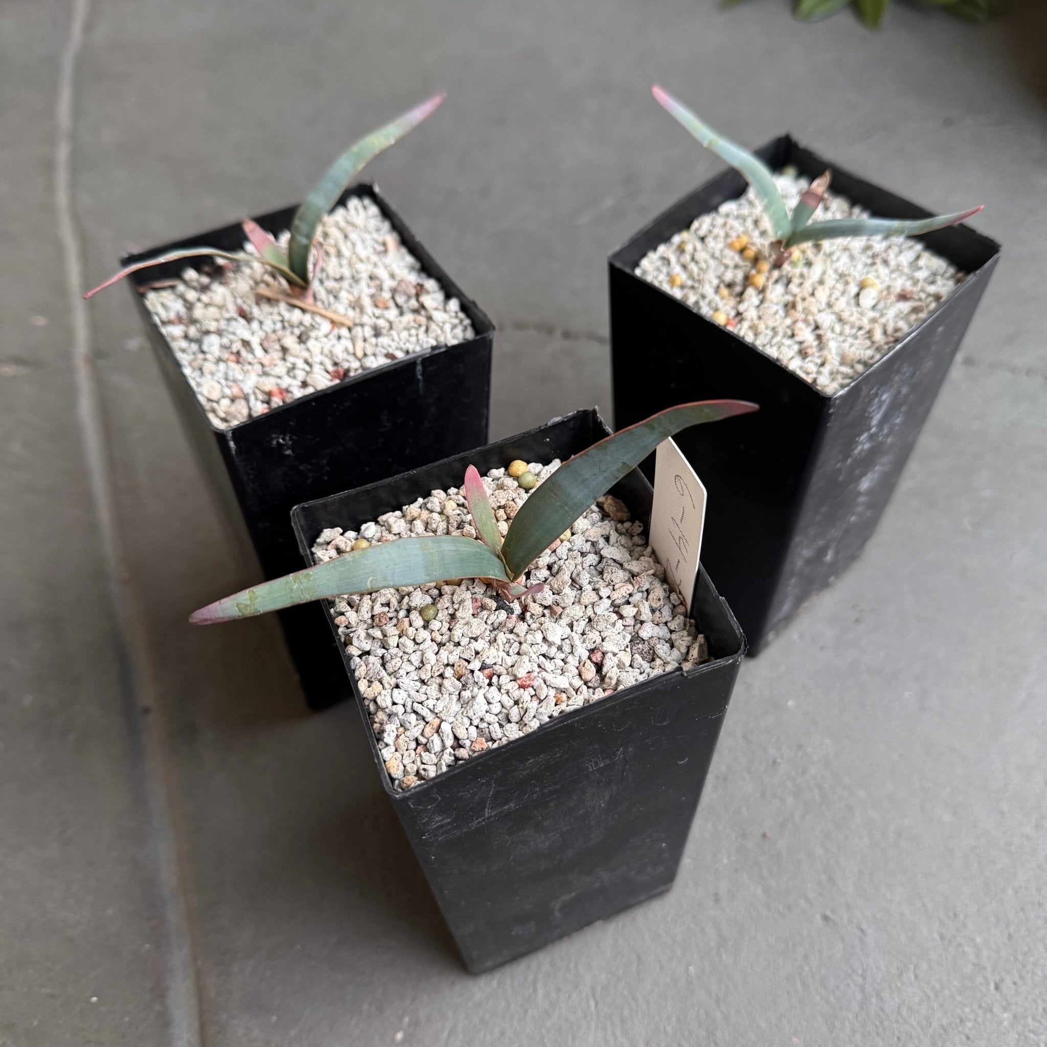 Welwitschia mirabilis – The Plant Lady SF