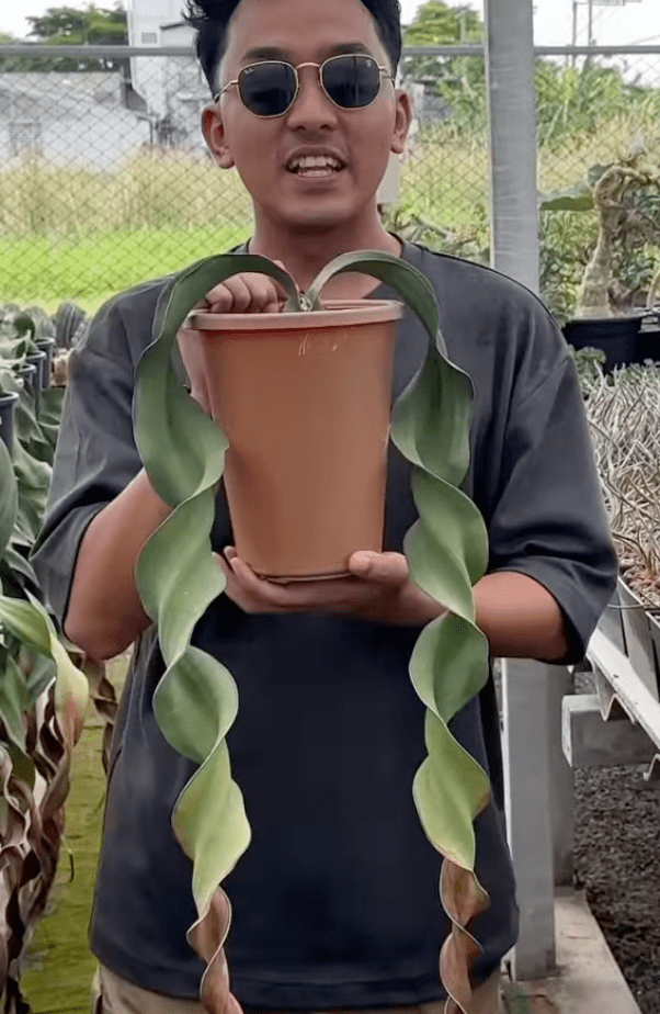 Welwitschia mirabilis - The Plant Lady SF