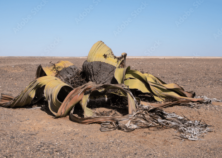Welwitschia mirabilis - The Plant Lady SF