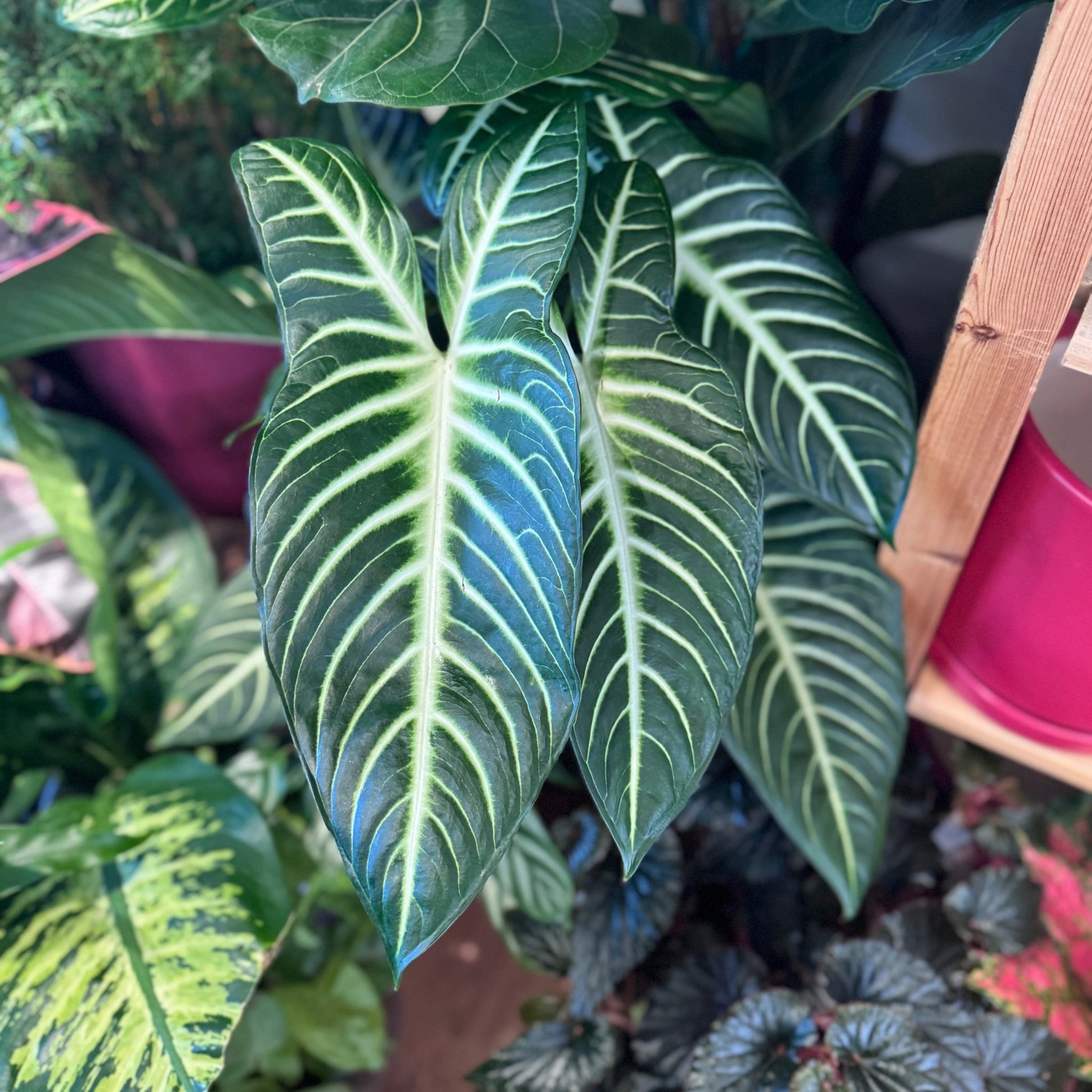 Xanthosoma lindenii ‘Magnificum’ (Caladium Lindenii) - The Plant Lady SF