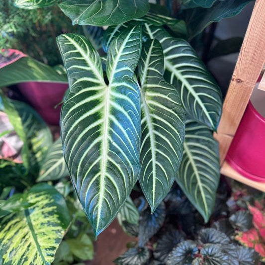 Xanthosoma lindenii ‘Magnificum’ (Caladium Lindenii) - The Plant Lady SF