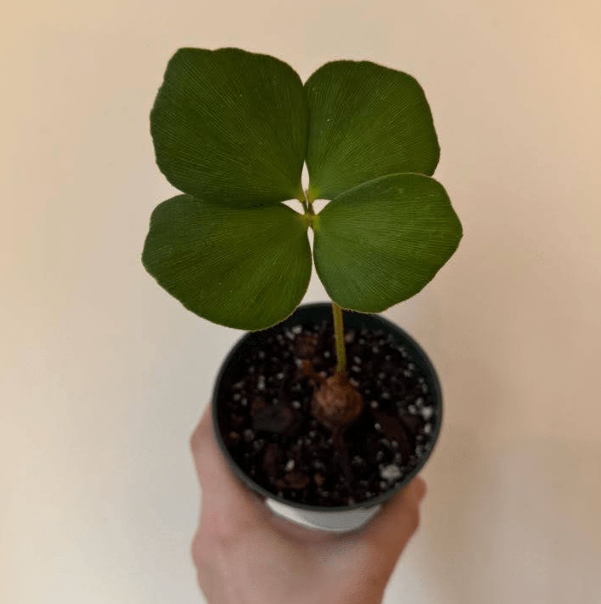 Zamia furfuracea (Cardboard Palm) - The Plant Lady SF