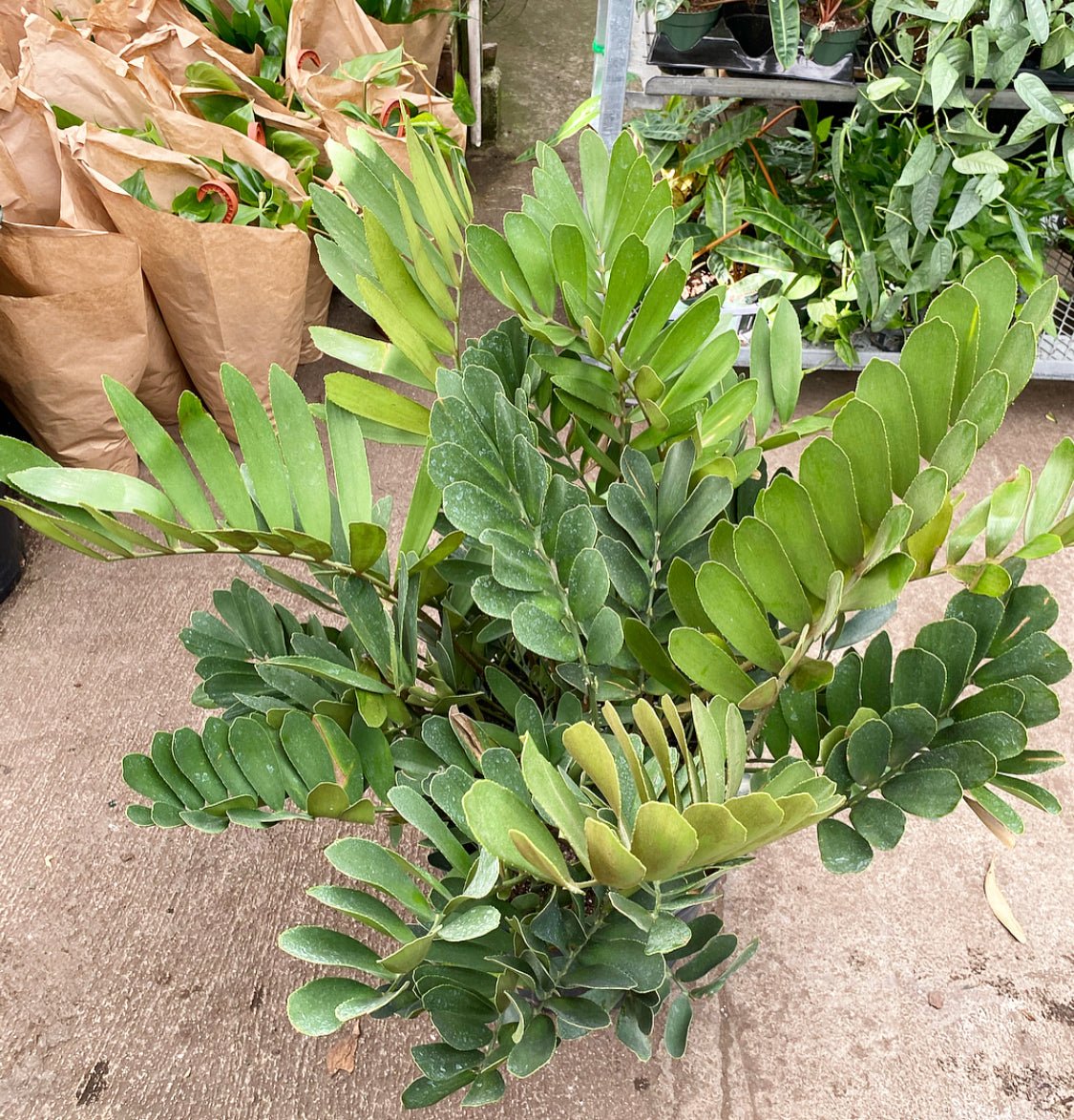 Zamia furfuracea (Cardboard Palm) - The Plant Lady SF