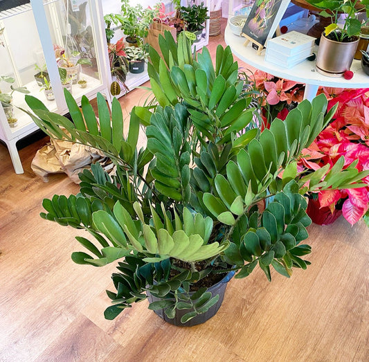 Zamia furfuracea (Cardboard Palm) - The Plant Lady SF