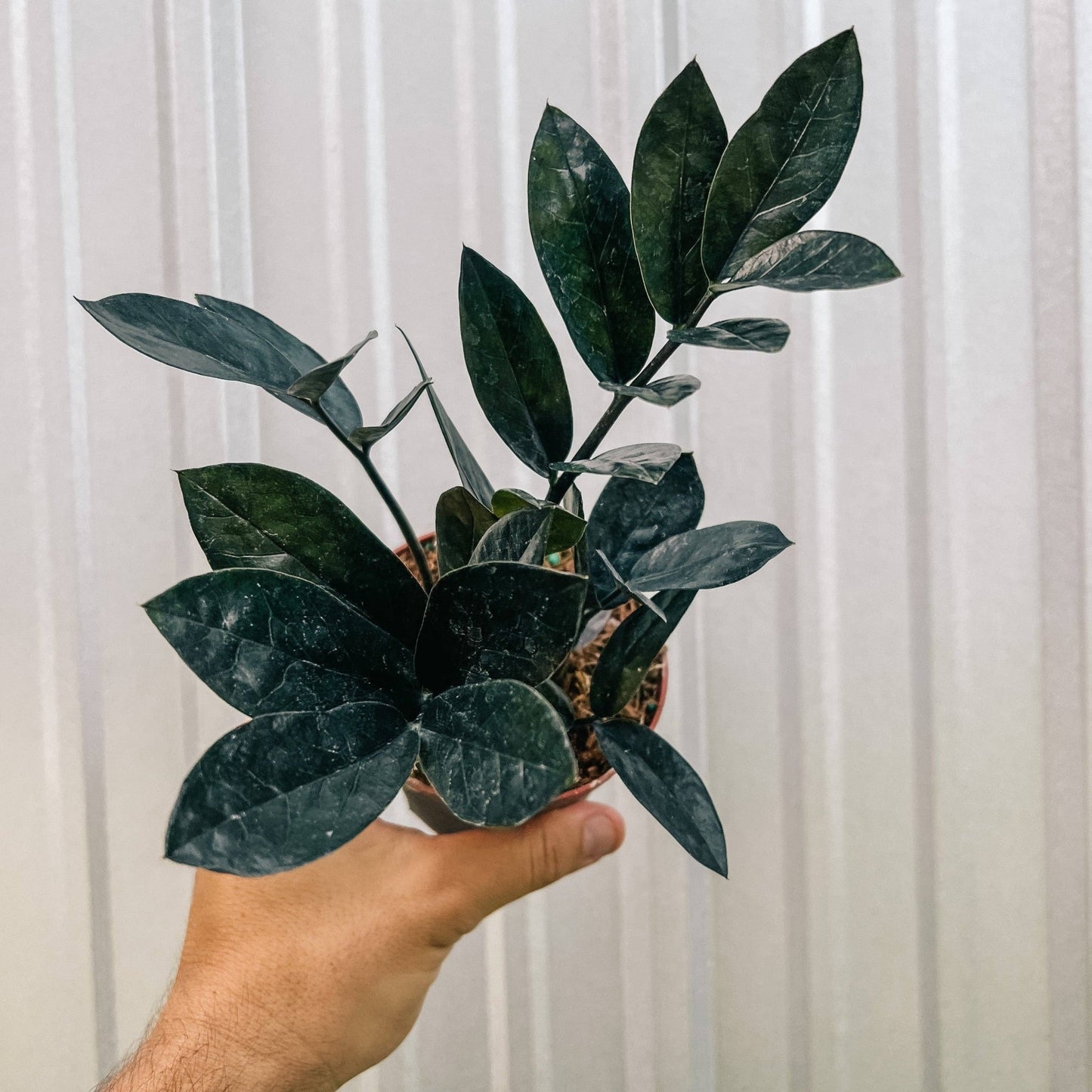Zamioculcas zamiifolia 'Black Queen' - The Plant Lady SF