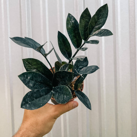 Zamioculcas zamiifolia 'Black Queen' - The Plant Lady SF