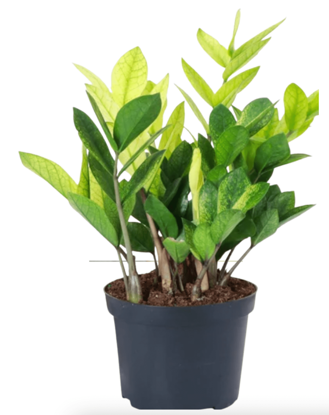 Zamioculcas zamiifolia 'Chameleon' - The Plant Lady SF