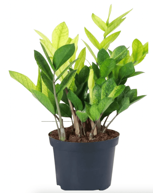 Zamioculcas zamiifolia 'Chameleon' - The Plant Lady SF