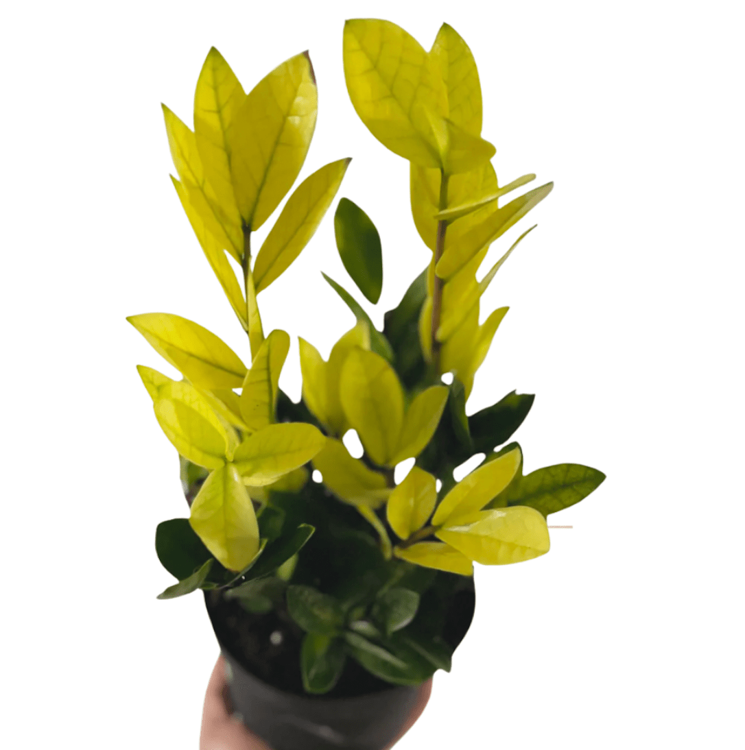 Zamioculcas zamiifolia 'Chameleon' - The Plant Lady SF