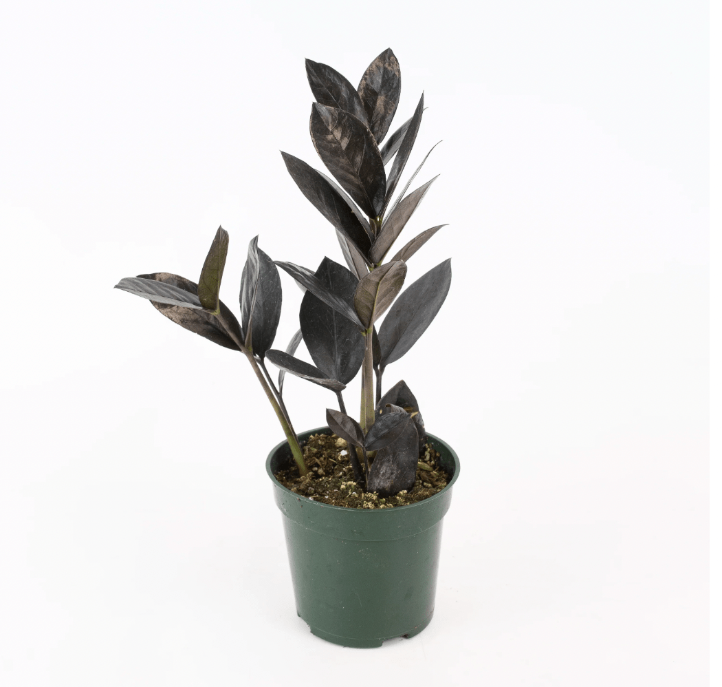 Zamioculcas zamiifolia ‘Oscura’ - The Plant Lady SF