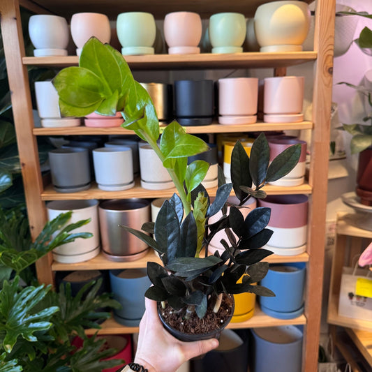 Zamioculcas zamiifolia ‘Oscura’ - The Plant Lady SF