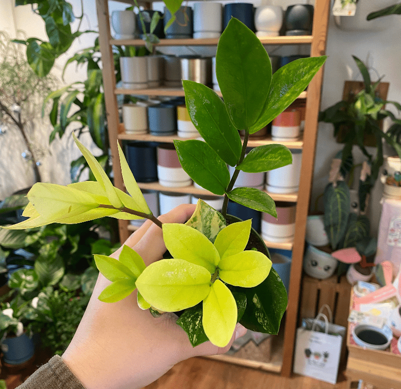 Zamioculcas zamiifolia "varieagata" - Variegated ZZ Plant - The Plant Lady SF