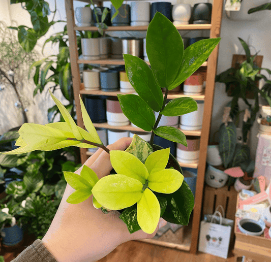 Zamioculcas zamiifolia "varieagata" - Variegated ZZ Plant - The Plant Lady SF