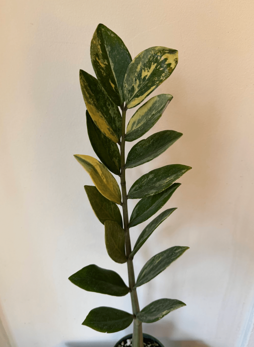 Zamioculcas zamiifolia "varieagata" - Variegated ZZ Plant - The Plant Lady SF