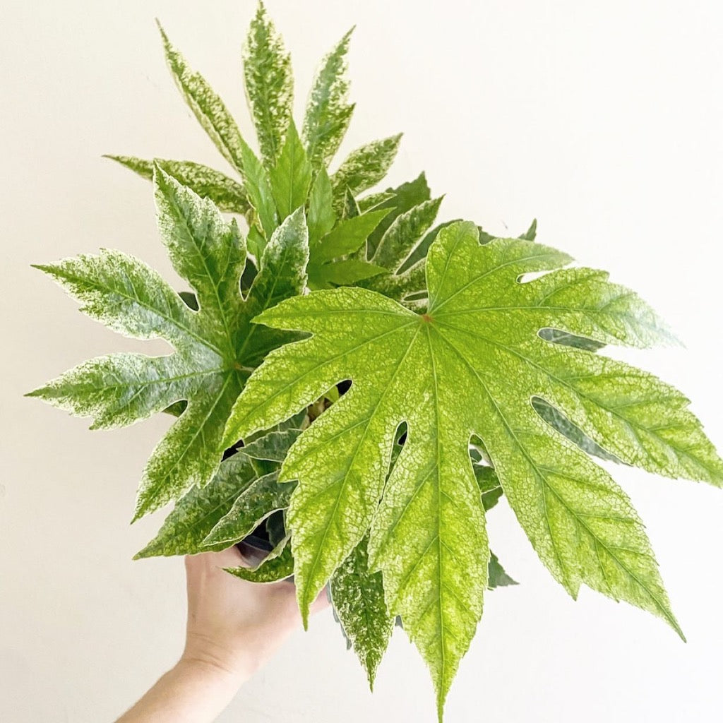 fatsia-japonica-spiders-web