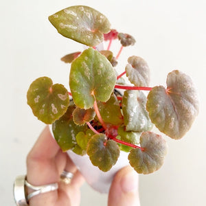 begonia-peridot