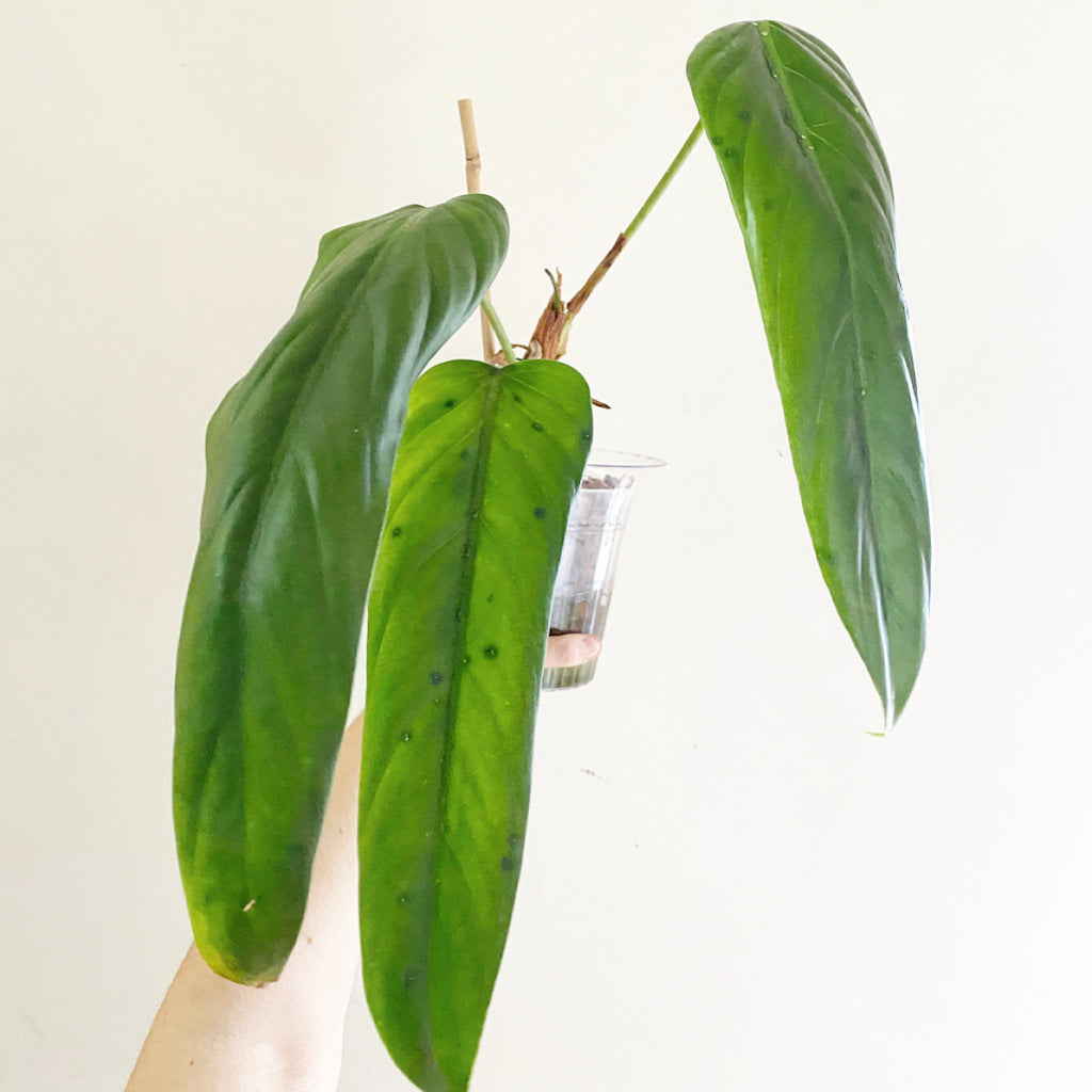 Philodendron cf asplundii – The Plant Lady SF