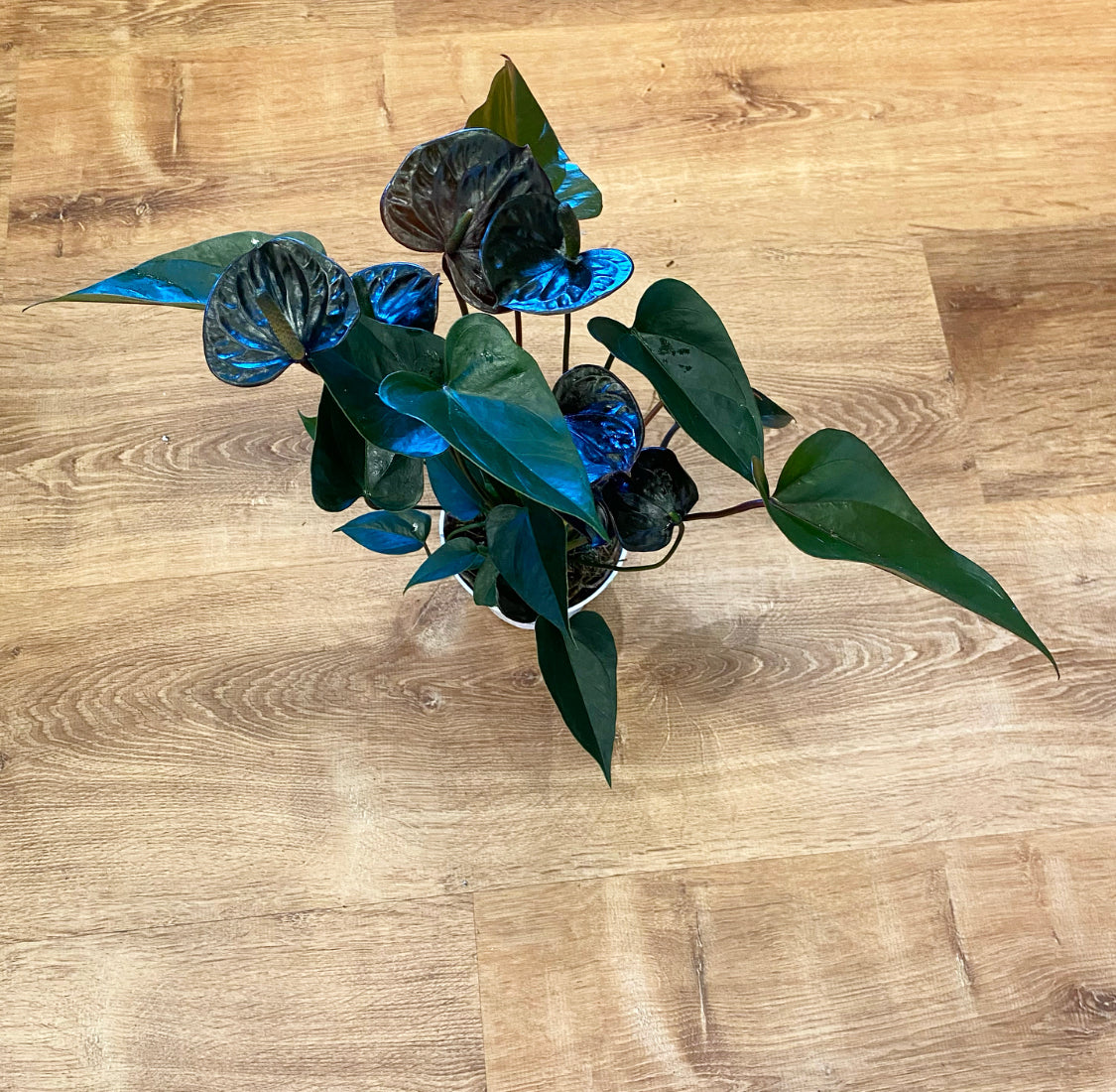 Anthurium andraeanum "Chocolate" (Black Flamingo Lily)