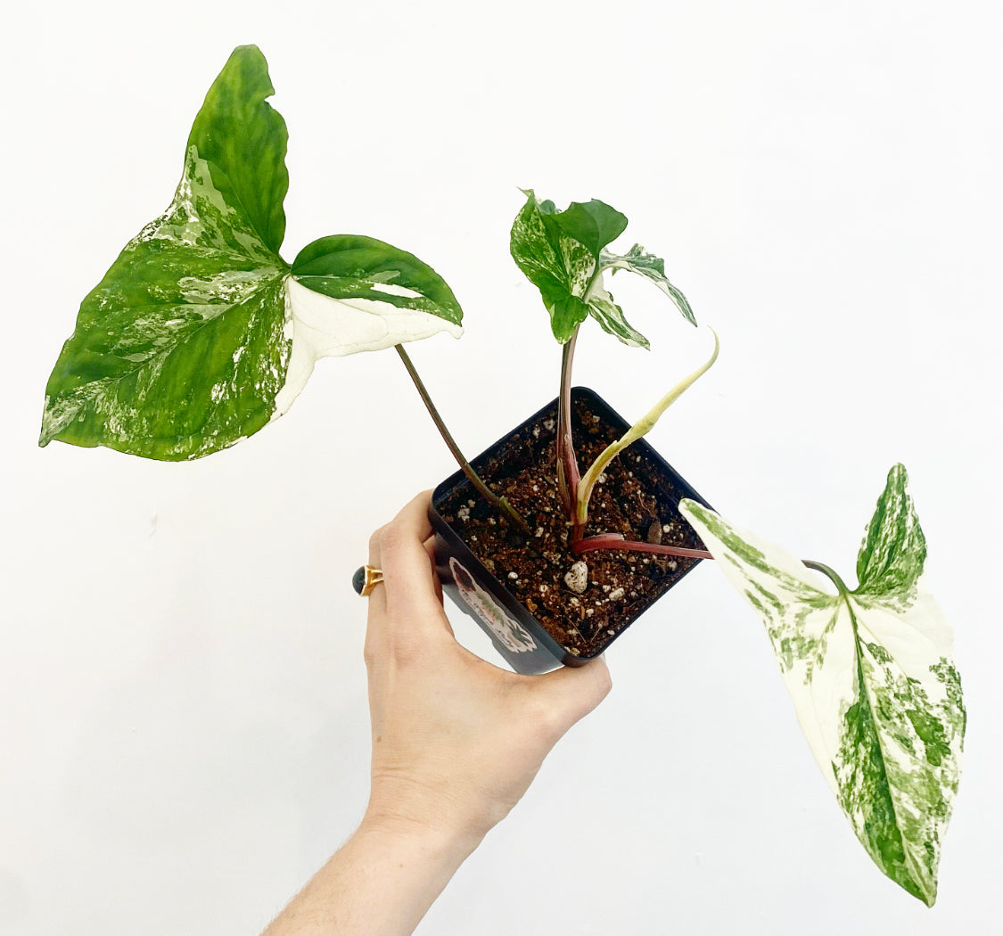 Syngonium 'Albo'