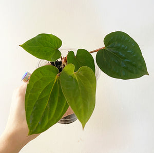 Anthurium radicans x luxurians