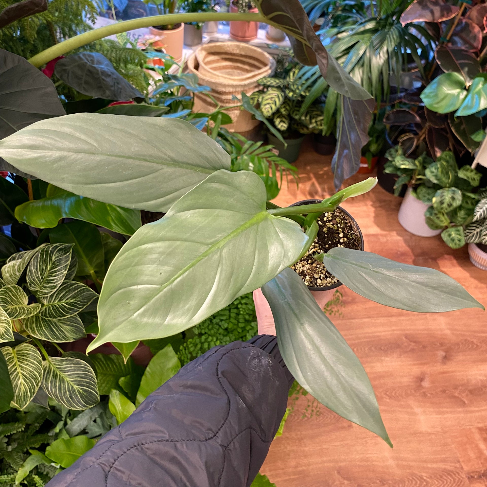 Philodendron hastatum 'Silver Sword' (narrow leaf)