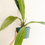 Load image into Gallery viewer, Philodendron acutifolium
