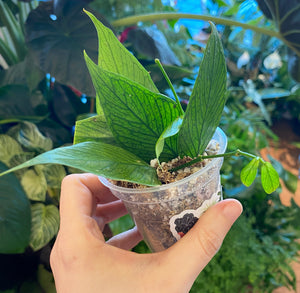 Hoya polyneura ‘Fishtail’