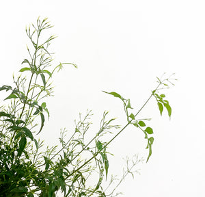 Jasmine (Jasmine polyanthum)