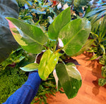 Load image into Gallery viewer, Philodendron &#39;White Princess&#39;
