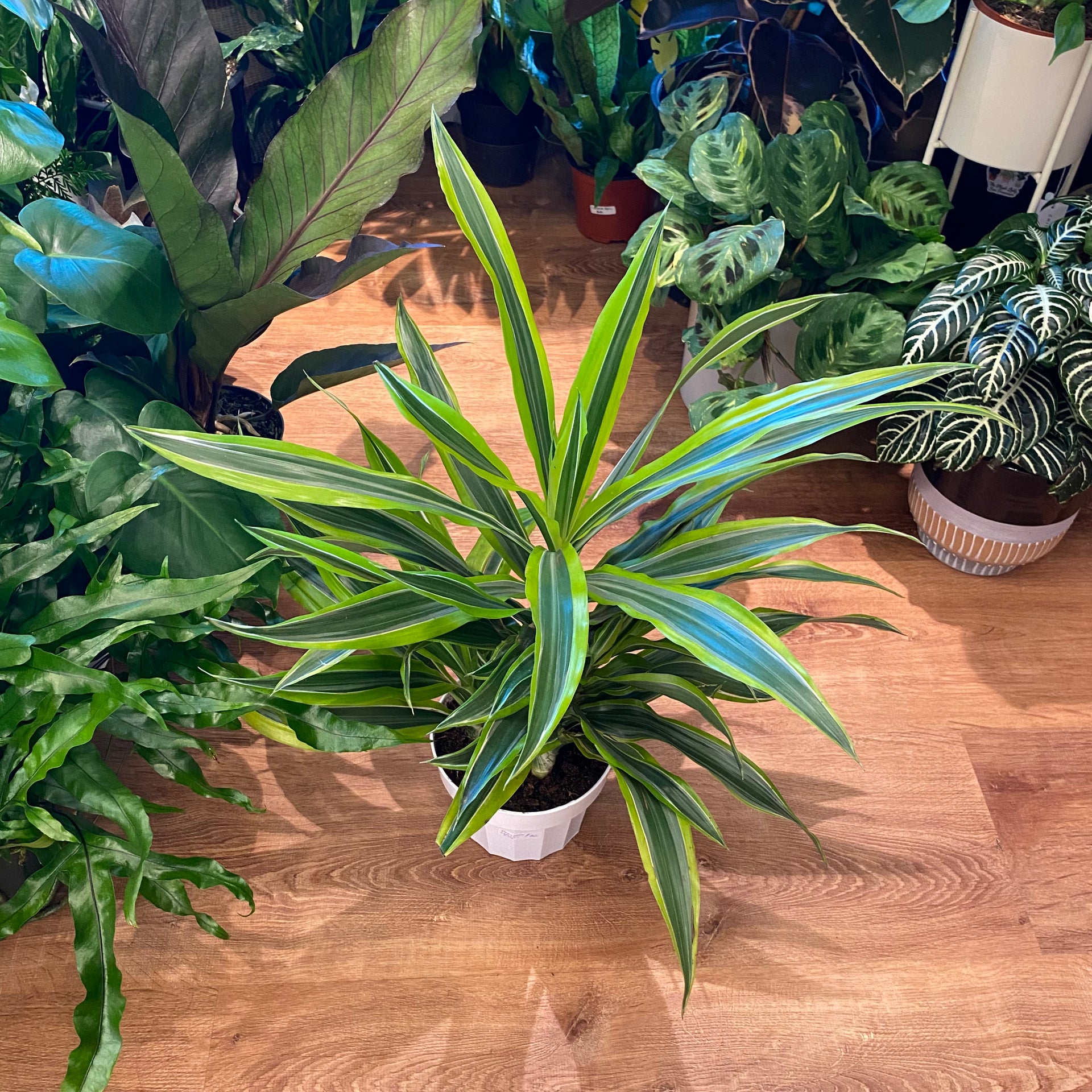 dracaena lemon lime pet friendly Dracaena 'Lemon-Lime' – The Plant Lady SF