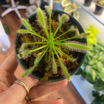 Load image into Gallery viewer, Drosera capensis alba
