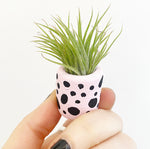 Load image into Gallery viewer, Mini Planter with Air Plant Included
