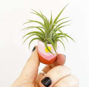 Mini Planter with Air Plant Included