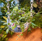 Load image into Gallery viewer, Disco Ball Hanging Planter (4 in)
