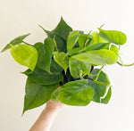 Load image into Gallery viewer, Philodendron-hederaceum
