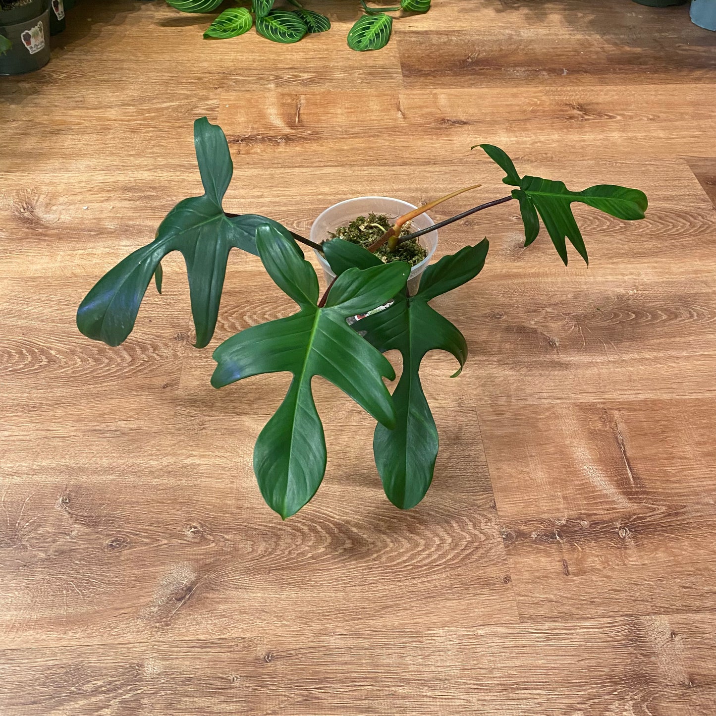 Philodendron 'Florida Green'