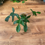 Load image into Gallery viewer, Philodendron &#39;Florida Green&#39;
