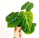 Load image into Gallery viewer, Philodendron gloriosum “Zebra” AKA Radiante
