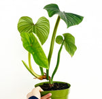 Load image into Gallery viewer, Philodendron plowmanii
