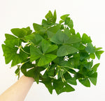 Load image into Gallery viewer, Oxalis acetosella (Shamrock)
