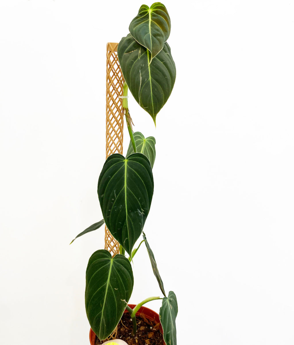 Philodendron melanochrysum with plvntly pole