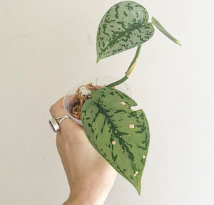 Scindapsus pictus 'Silver Lady'